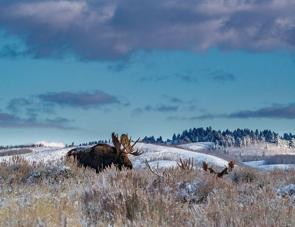 Bull moose providing lookout for the group-Grand Teton National Park-Wyoming